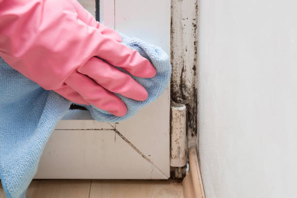 Best Kitchen Mold Remediation in Newport, VT